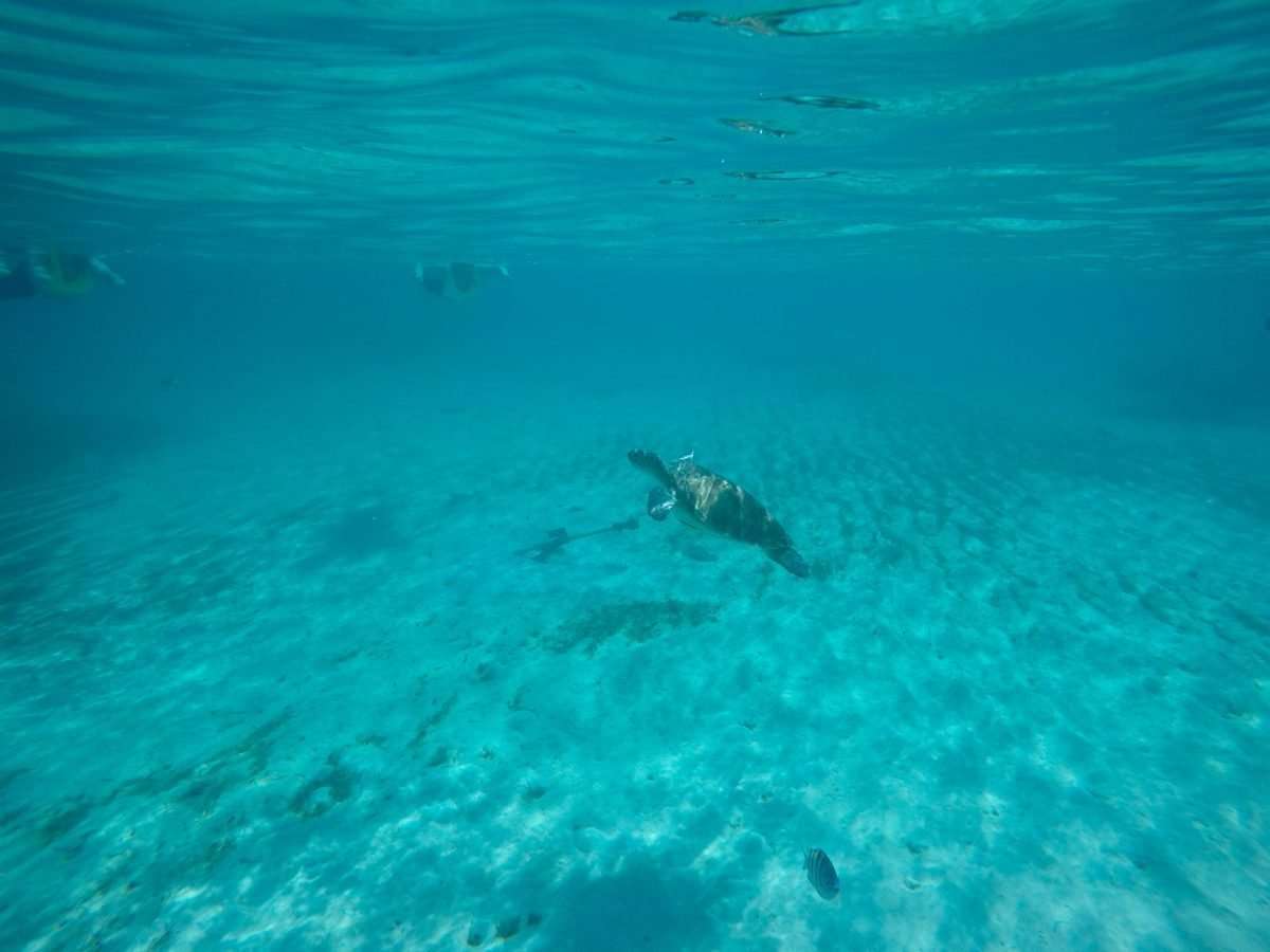 Castaway Cay Activities