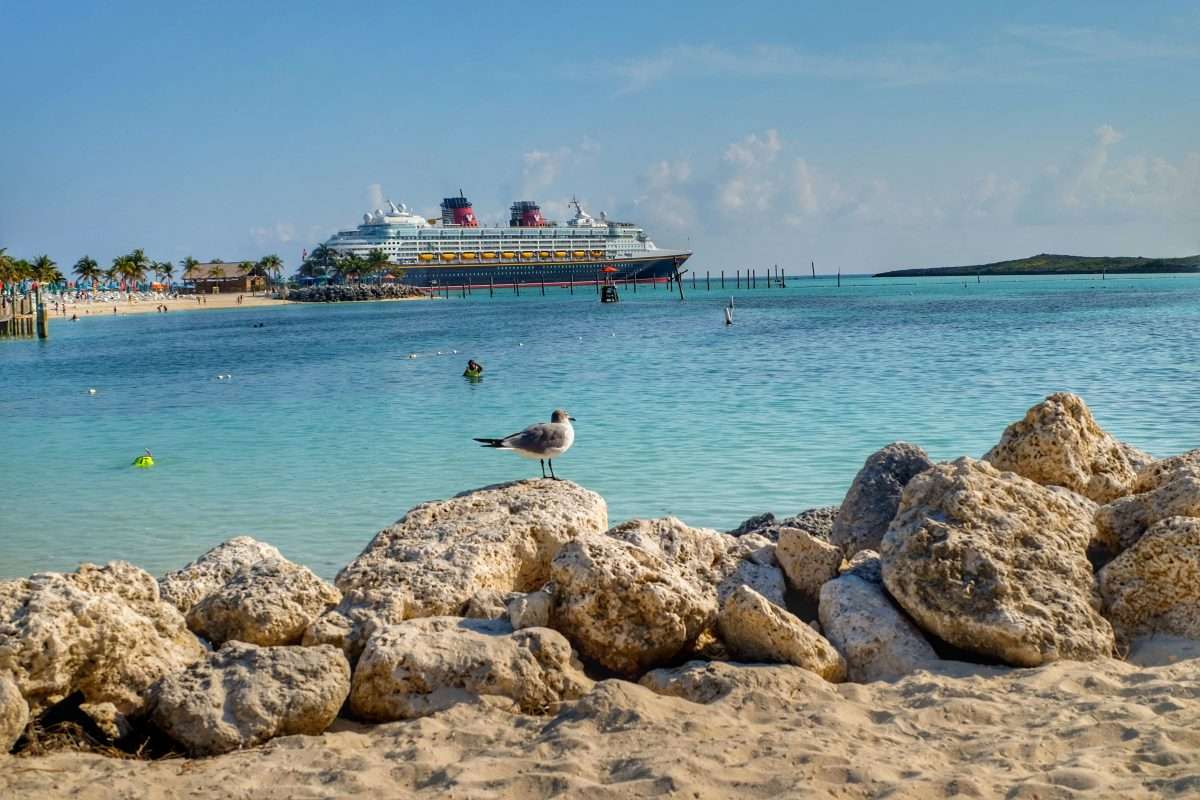 Disney Cruise Ship with seagull on rocks castaway cay